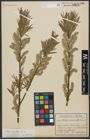 Foto von Salix viminalis L.